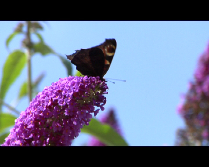 Video ansehen